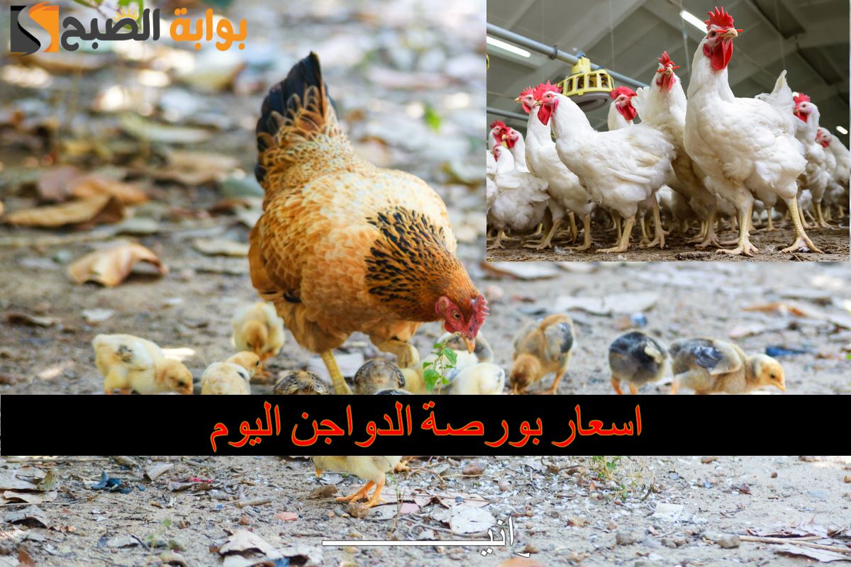 بكام الفراخ البيضاء.. اسعار بورصة الدواجن اليوم الثلاثاء 26/11/2024 في أسواق مصر