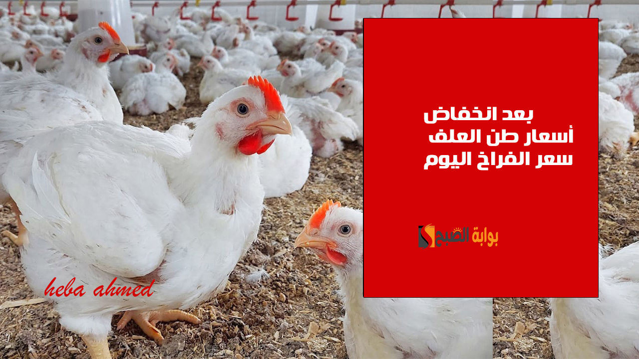 بعد انخفاض أسعار العلف… سعر الفراخ اليوم الثلاثاء 12 نوفمبر في البورصة وللمستهلك