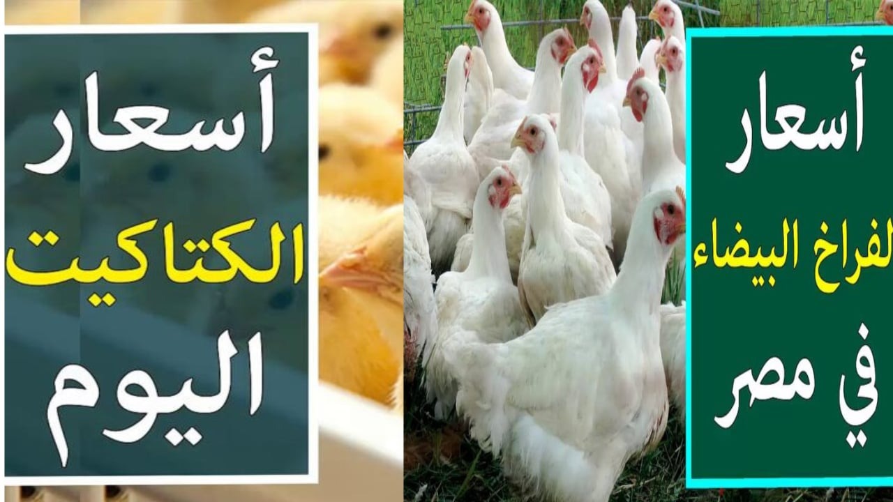 بورصة الدواجن اليوم.. أسعار الفراخ البيضاء والكتاكيت بعد آخر ارتفاع السبت 9 نوفمبر 2024