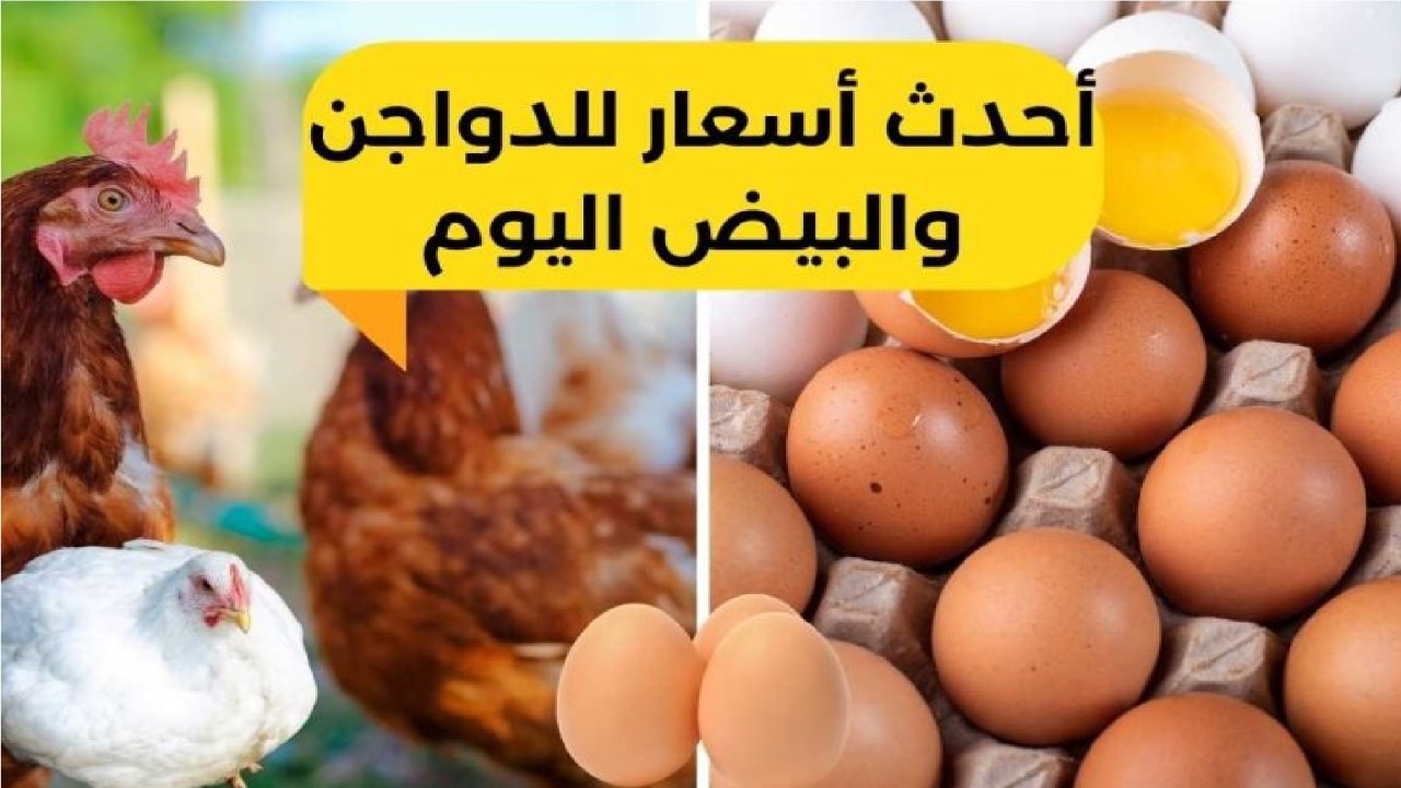 بورصة الدواجن اليوم.. انخفاض أسعار الفراخ البيضاء والبلدي وكرتونة البيض تسجل 189 جنيهًا!