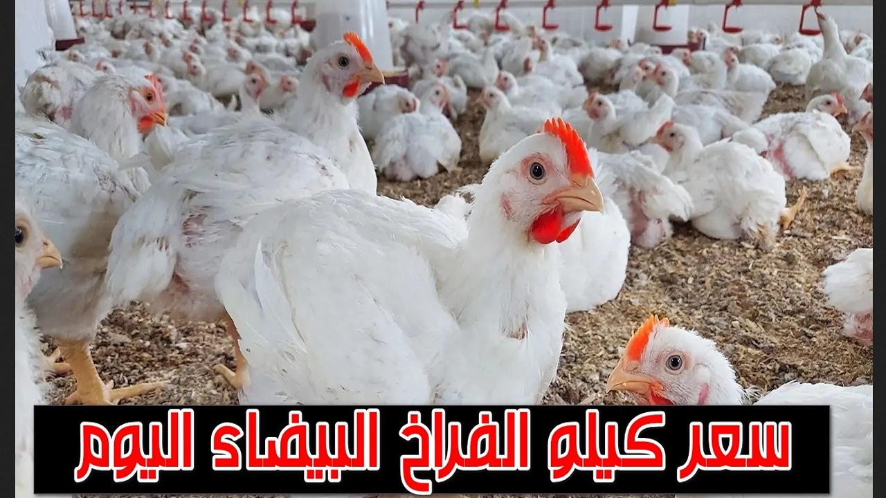 “بورصة الدواجن اليوم”.. انخفاض كبير في أسعار الفراخ البيضاء بالأسواق بكام الكيلو؟