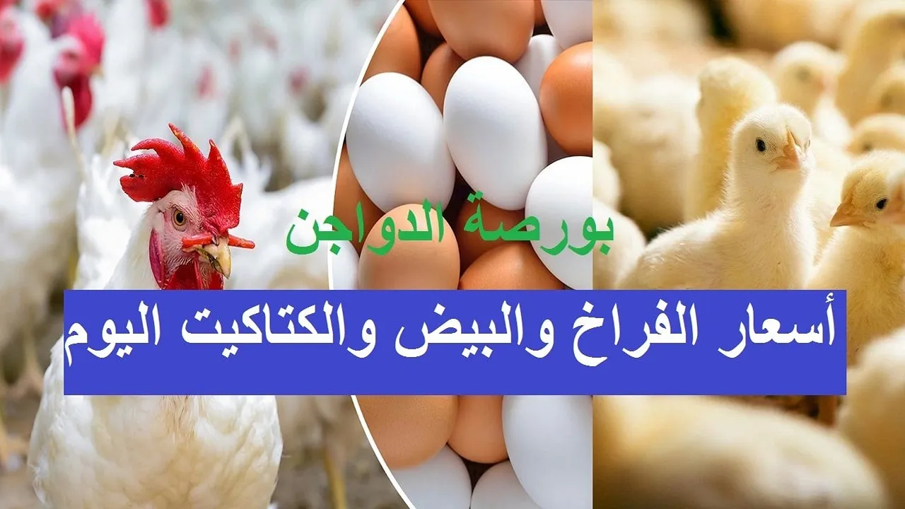 “بورصة الدوجن”.. أسعار الفراخ والبيض والكتاكيت اليوم بعد آخر ارتفاع بالأسواق