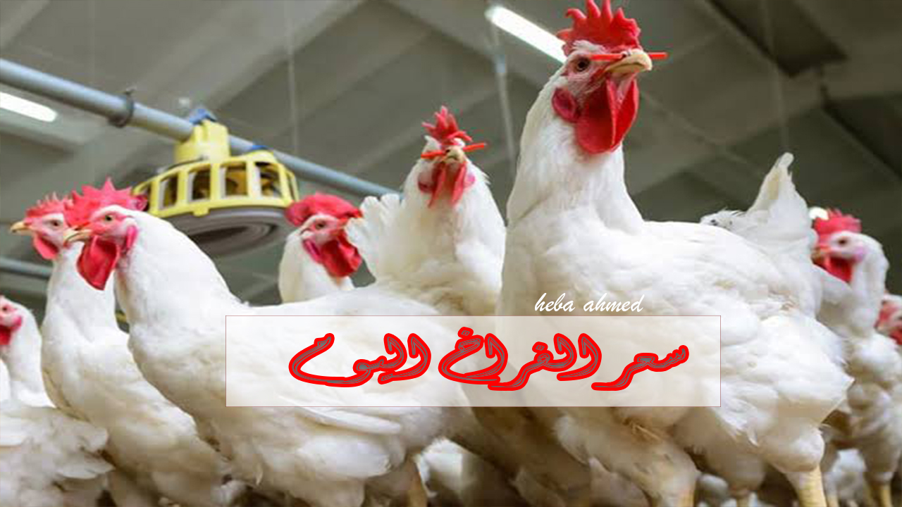 سعر كيلو الفراخ اليوم بكام بعد ارتفاعه في البورصة والأسواق… أسعار الدواجن السبت 2 نوفمبر