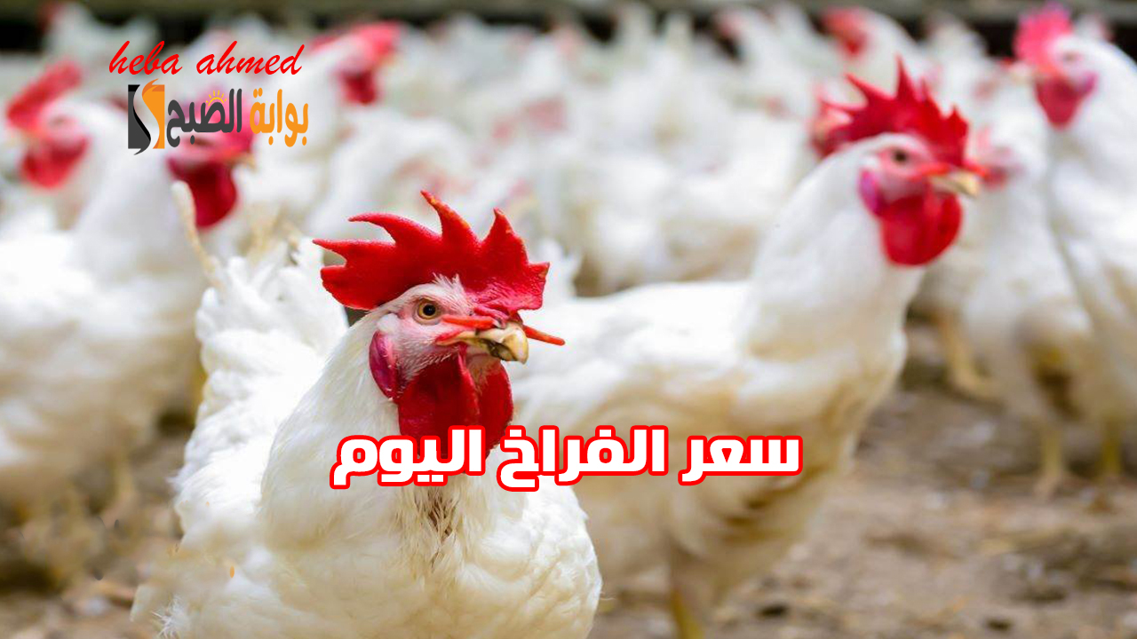 أسعار الدواجن انخفضت… هبوط سعر الفراخ اليوم الأربعاء 6 نوفمبر في البورصة والأسواق