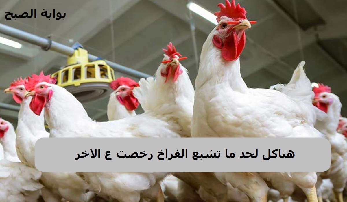 “الفراخ تسجل أقل سعر” .. سعر الدواجن في مصر اليوم الاثنين 11/11/2024 وانخفاض جديد يسيطر على الأسواق