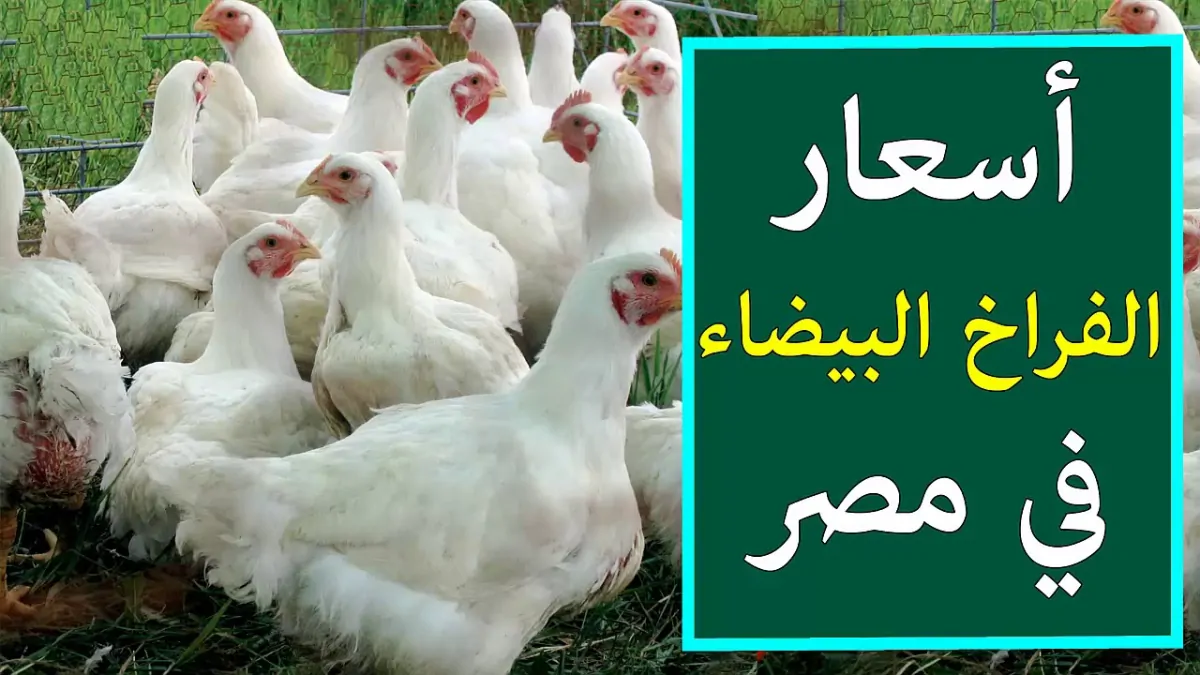 الكيلو بكام انهارده؟ سعر الفراخ البيضاء اليوم الأثنين 18 نوفمبر 2024 وأسعار الكتاكيت والبط في السوق المصري