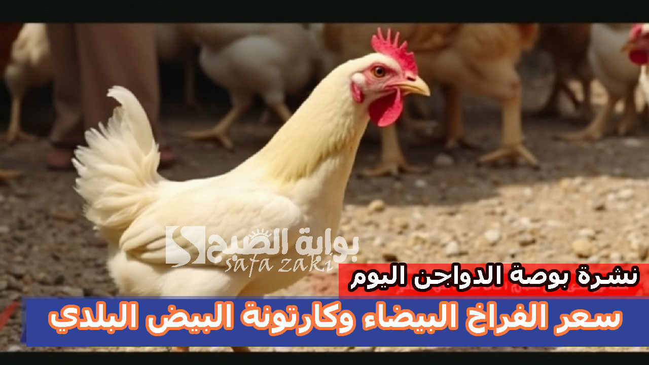 الفرخة وصلت كام .. سعر الفراخ البيضاء وكرتونة البيض البلدي بالأسواق اليوم الاربعاء27-11-2024 للبيع في المزارع والأسواق