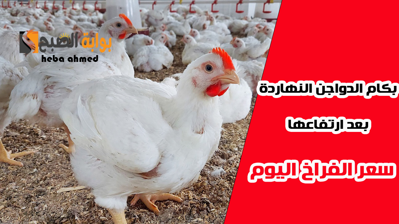 الدواجن بكام النهاردة… سعر الفراخ اليوم الجمعة 8 نوفمبر في البورصة وللمستهلك بعد ارتفاعها
