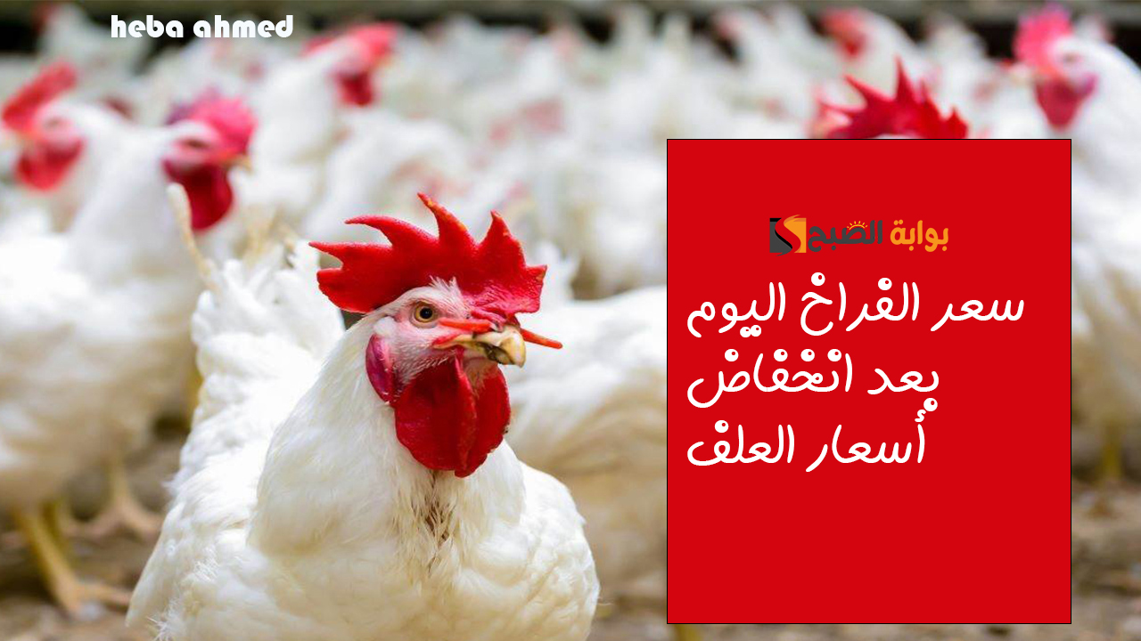 بعد انخفاض سعر طن العلف… أسعار الفراخ اليوم الأربعاء 13 نوفمبر في البورصة والأسواق