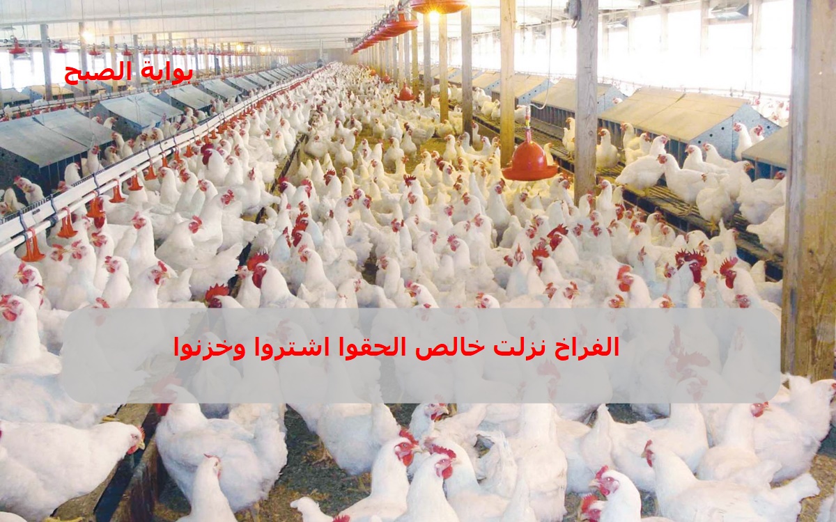 “كيلو الفراخ بكام النهاردة” .. أسعار بورصة الدواجن اليوم الأحد 17/11/2024 بعد الهبوط الأخير والفراخ البيضاء مفاجأة