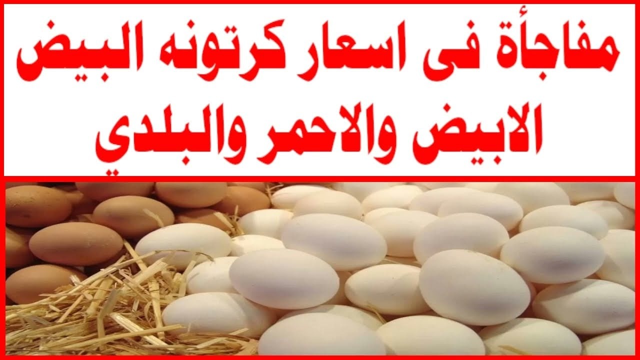 “ببورصة الدواجن وللمستهلك”.. سعر كرتونة البيض الأبيض والأحمر والبلدي اليوم الأربعاء 13 نوفمبر 2024