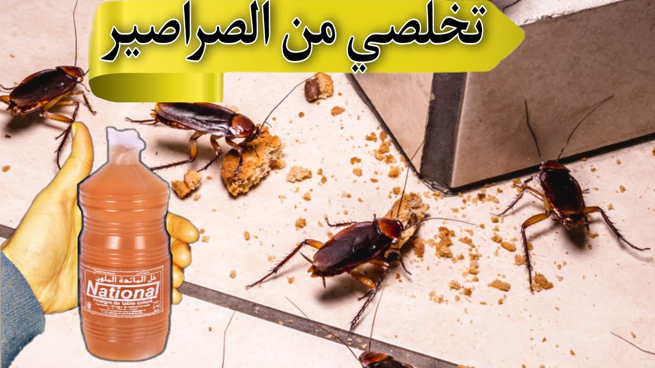 كيفية التخلص من الصراصير بشكل نهائي