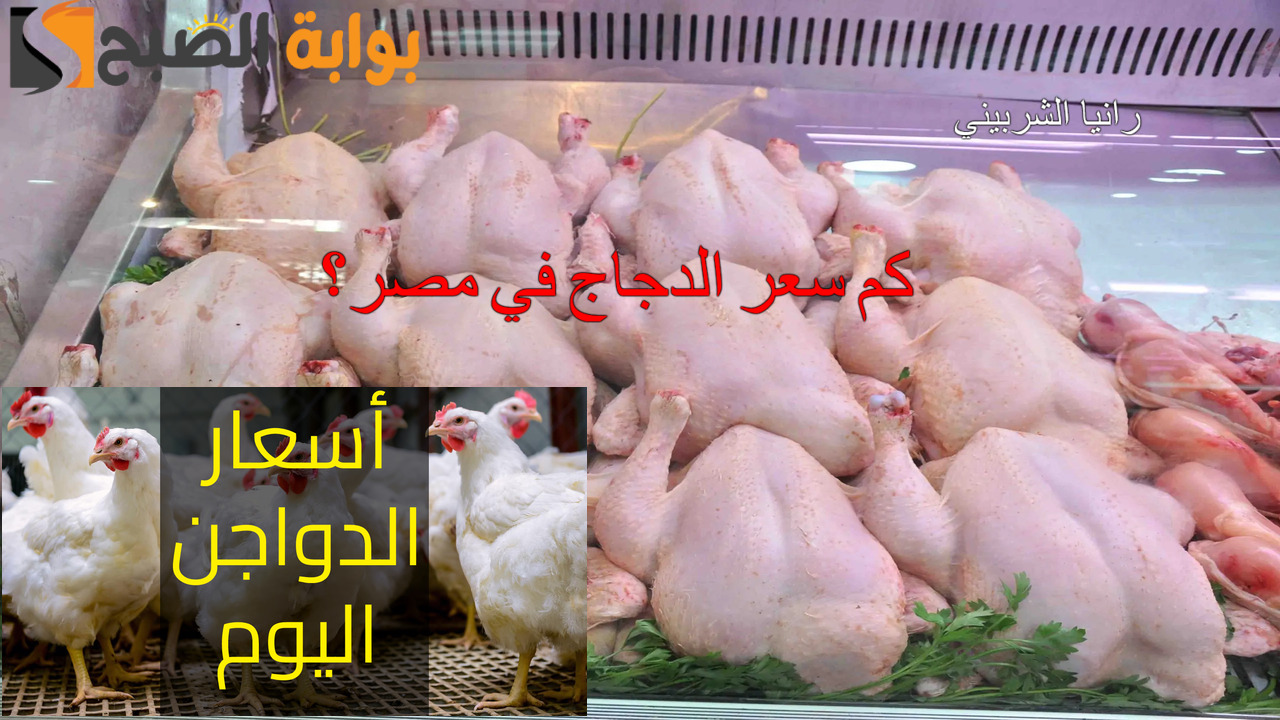 “كم سعر الدجاج في مصر” أسعار بورصة الدواجن اليوم الأحد 3/11/2024 في الأسواق والكتاكيت