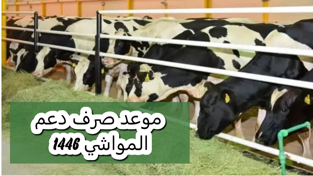 رسميًا.. موعد صرف دعم المواشي 2024 شهر ديسمبر موقع وزارة الزراعة