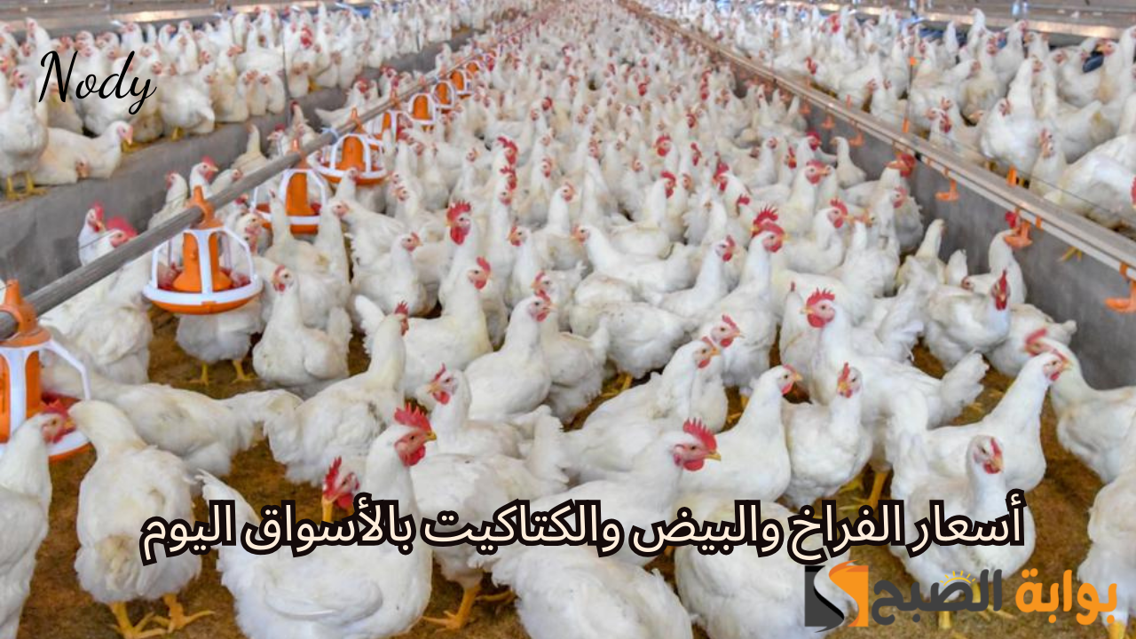 أسعار الفراخ والبيض والكتاكيت بالأسواق اليوم.. بورصة الدواجن توُضح