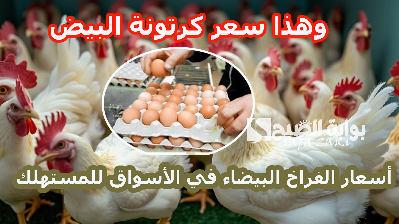 بورصة الدواجن اليوم .. ارتفاع أسعار الفراخ البيضاء في الأسواق الثلاثاء 26-11-2024 للمستهلك وهذا سعر كرتونة البيض