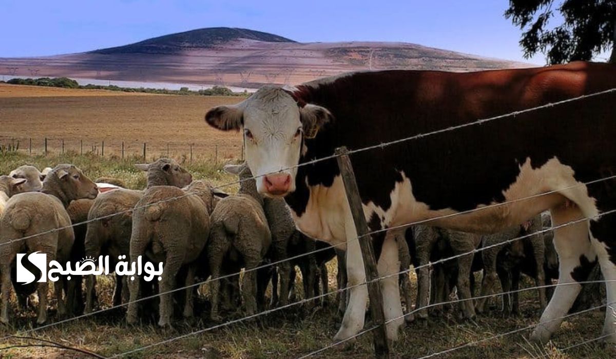 وزارة البيئة والزراعة‘‘.. تعلن عن موعد صرف دعم المواشي لشهر ديسمبر 1446