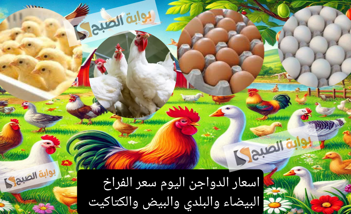 فى ليلة رأس السنة: اسعار الدواجن اليوم سعر الفراخ البيضاء والبلدي والبيض والكتاكيت