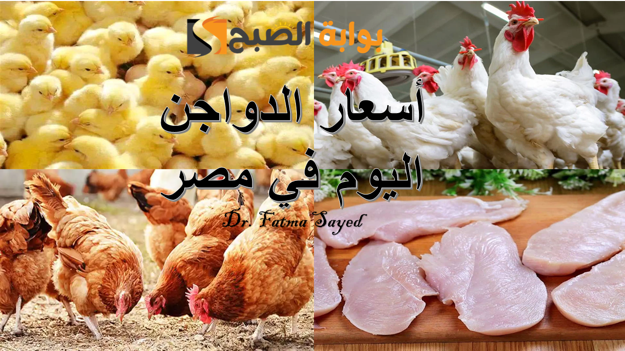 بكام انهاردة.. أسعار الدواجن البيضاء والبلدي اليوم السبت 28 ديسمبر 2024 في البورصة والسوق المحلي| وسعر الديك الرومي