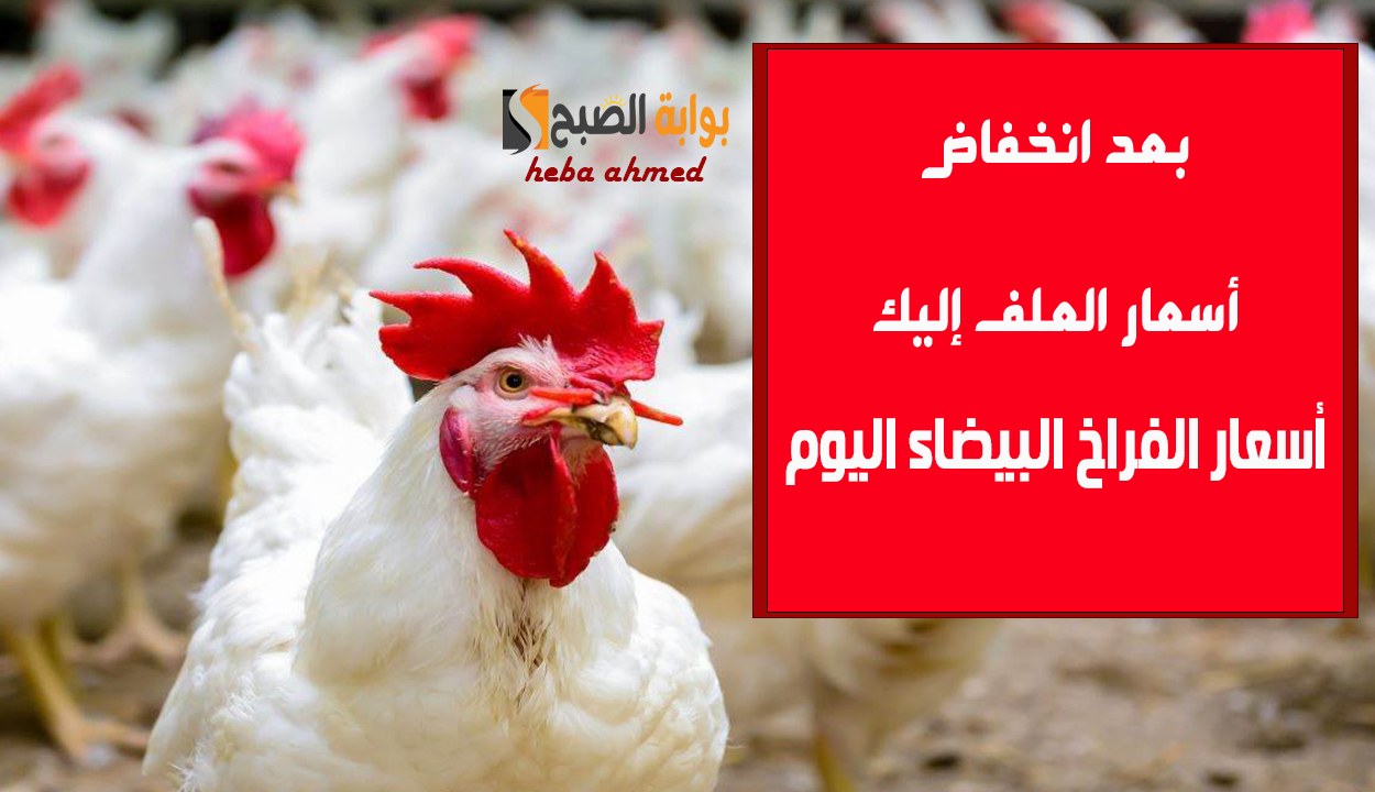 بعد تراجع سعر العلف… أسعار الفراخ البيضاء اليوم الجمعة 27 ديسمبر 2024 للمستهلك وبالمزارع