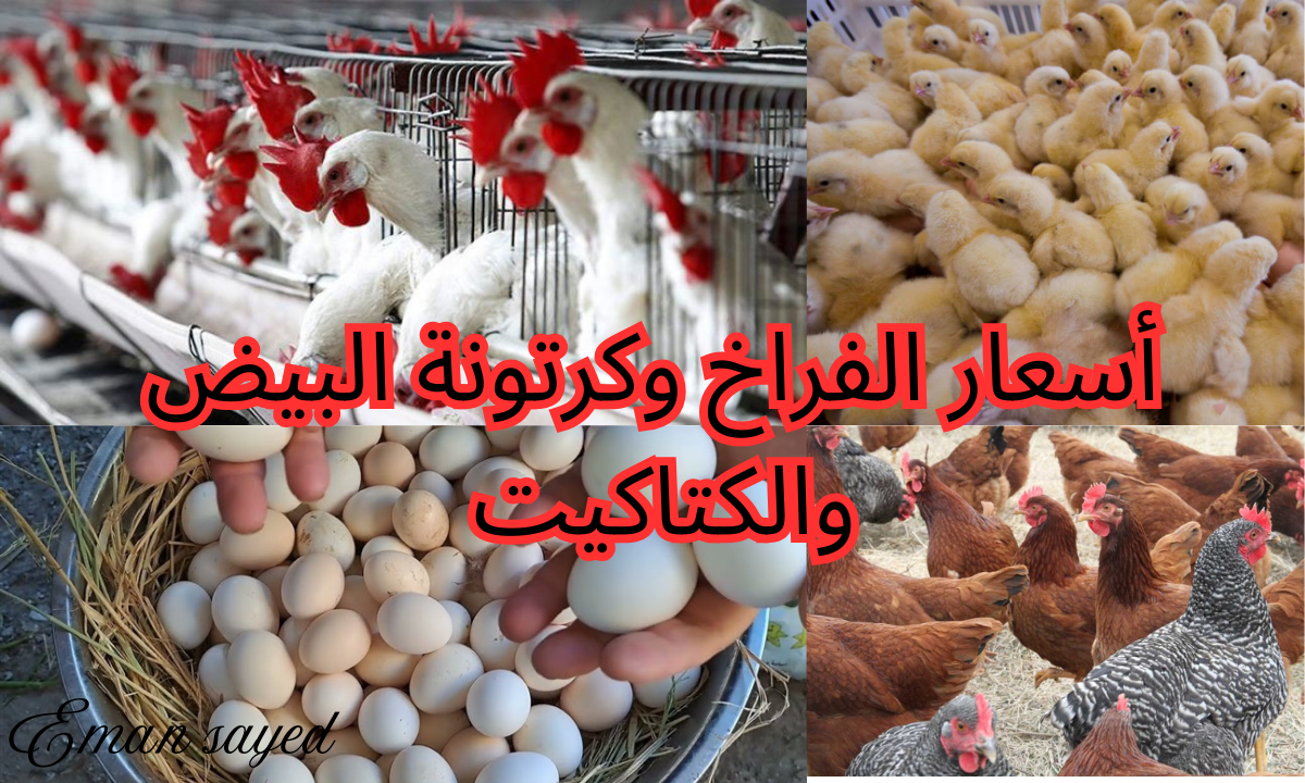 “بكام انهارده”.. أسعار الفراخ البيضاء وكرتونة البيض والكتاكيت اليوم الأحد 1 ديسمبر 2024 في بورصة الدواجن والأسواق والمستهلك