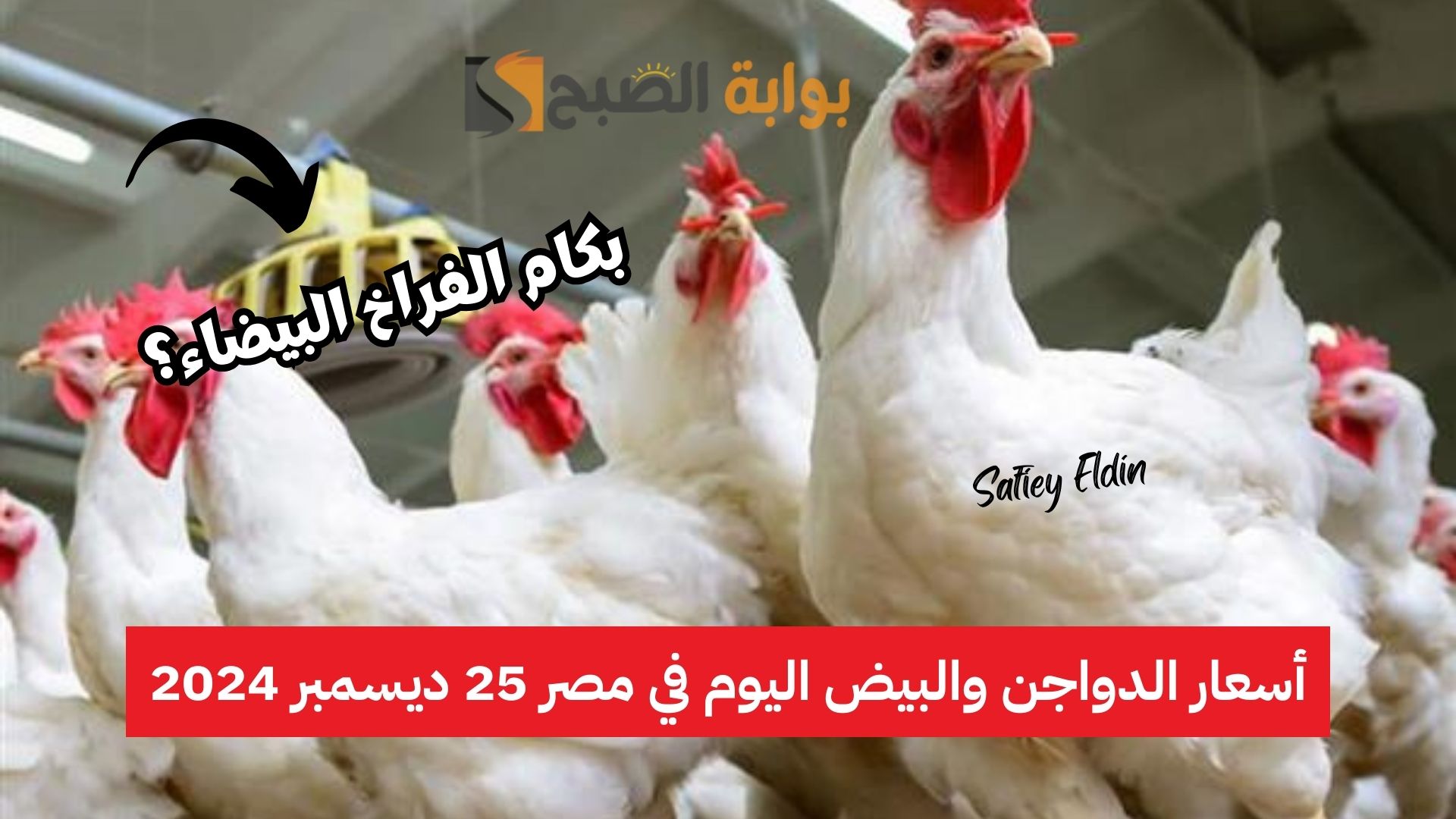 بكام النهاردة؟ أسعار الفراخ اليوم الأربعاء 25 ديسمبر 2024 في بورصة الدواجن المصرية