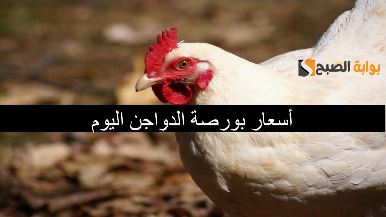 وصلت لكام؟..أسعار بورصة الدواجن اليوم السبت 20/12/2024 في الأسواق المصرية