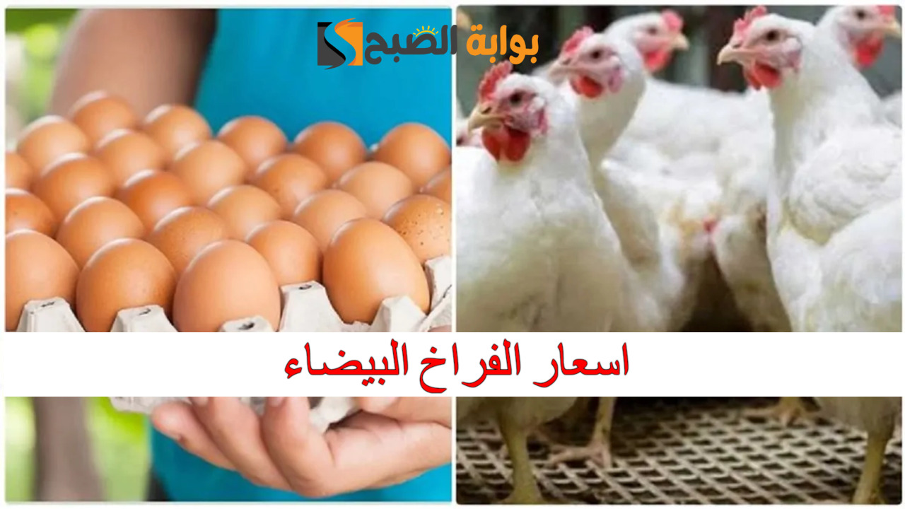 بعد الزيادة الأخيرة.. اسعار الفراخ البيضاء والبيض اليوم الثلاثاء 24/12/2024 في الأسواق المصرية