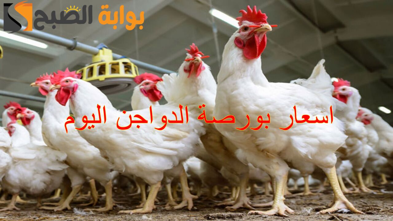 تراجع جديد.. اسعار بورصة الدواجن اليوم الخميس 19/12/2024 والكتاكيت بأنواعها في الأسواق