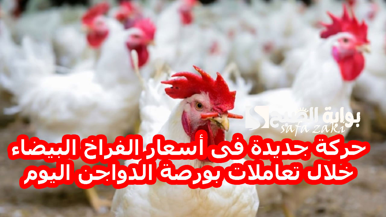 حركة جديدة فى أسعار الفراخ البيضاء خلال تعاملات بورصة الدواجن اليوم الأحد 8-12-2024 وسعر كرتونة البيض بالأسواق