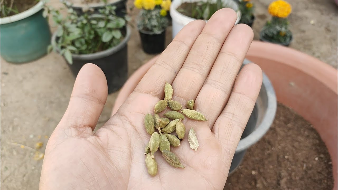 مش هتشتريه من العطار تاني.. خطوات زراعة الهيل في البيت من البذور