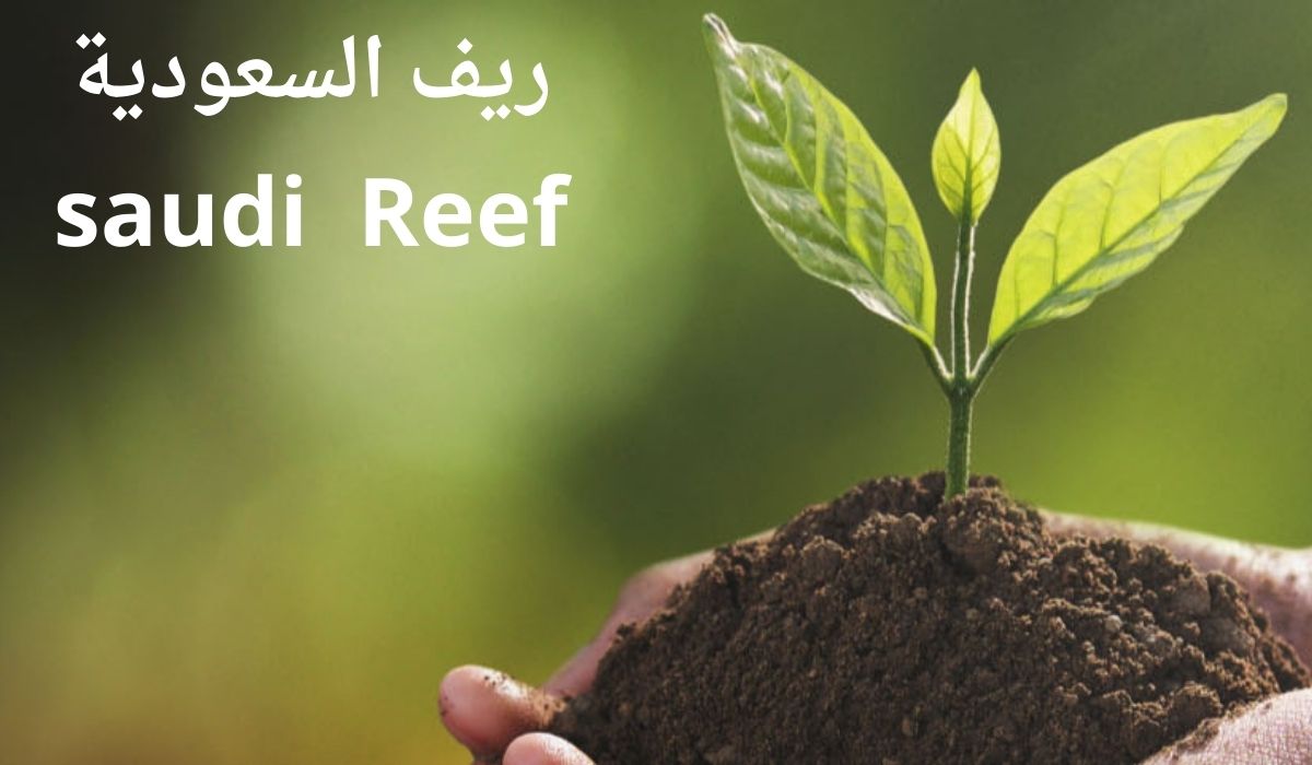 موعد صرف دعم ريف يناير 2025 وكيفية الاستعلام عن الاستحقاق