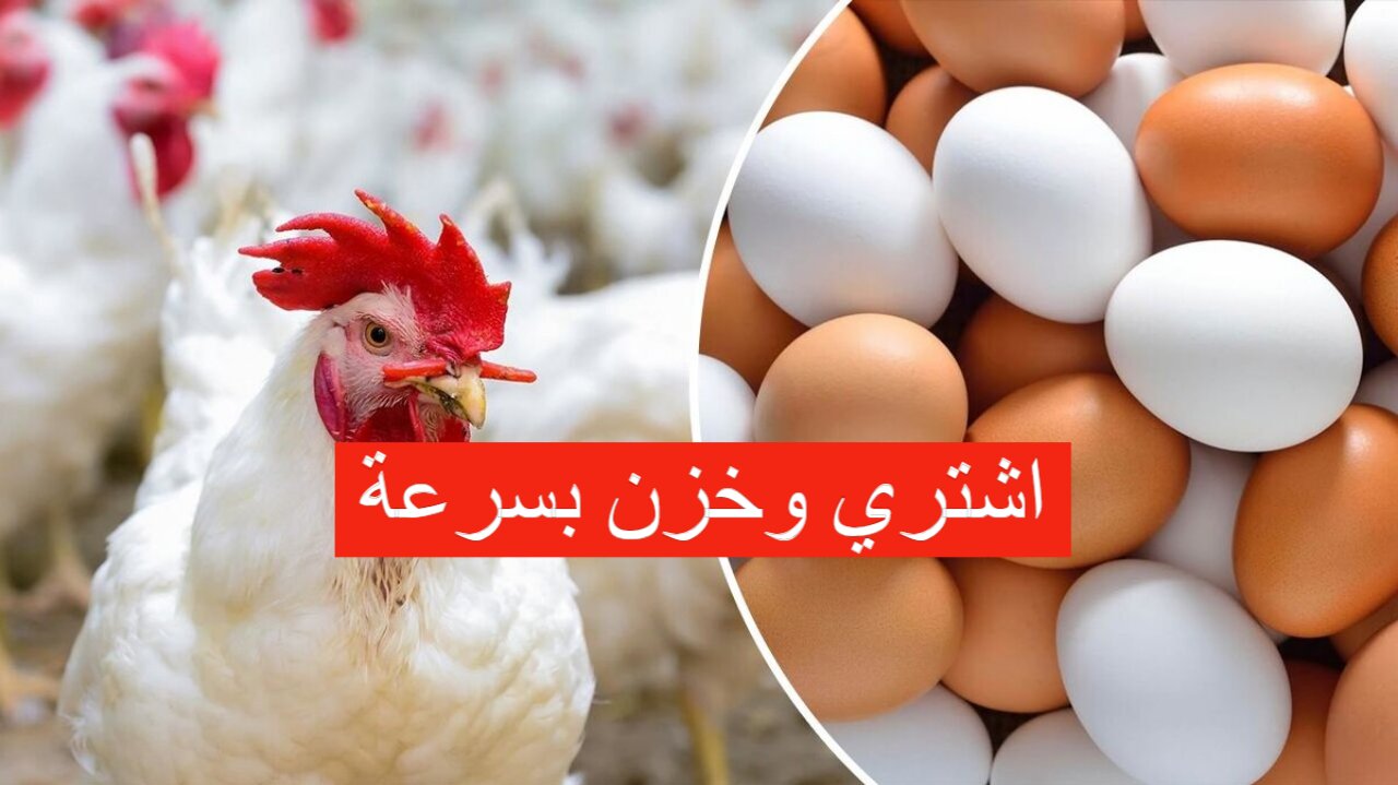 “خزني فراخ لشهر رمضان دلوقتي”.. سعر الدواجن اليوم بورصة الدواجن الثلاثاء 3-12-2024 بعد اخر انخفاض!