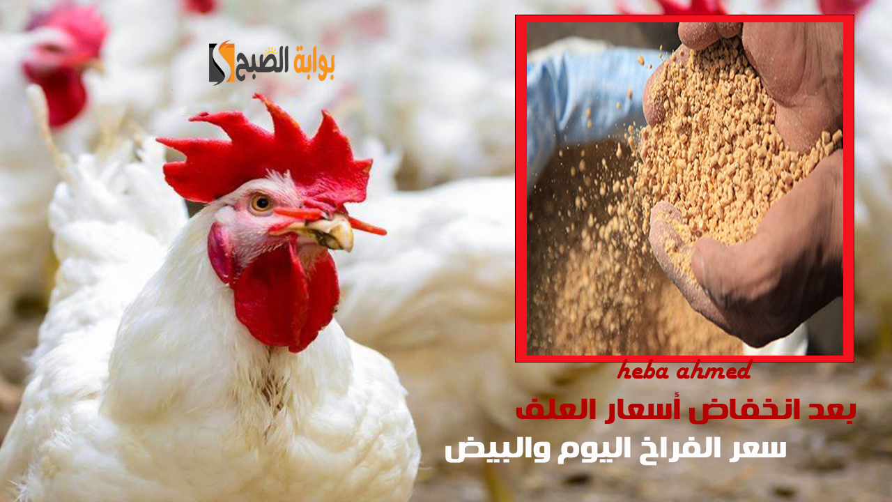 بعد تراجع أسعار العلف… سعر الفراخ اليوم الخميس 12 ديسمبر 2024 للمستهلك وفي البورصة
