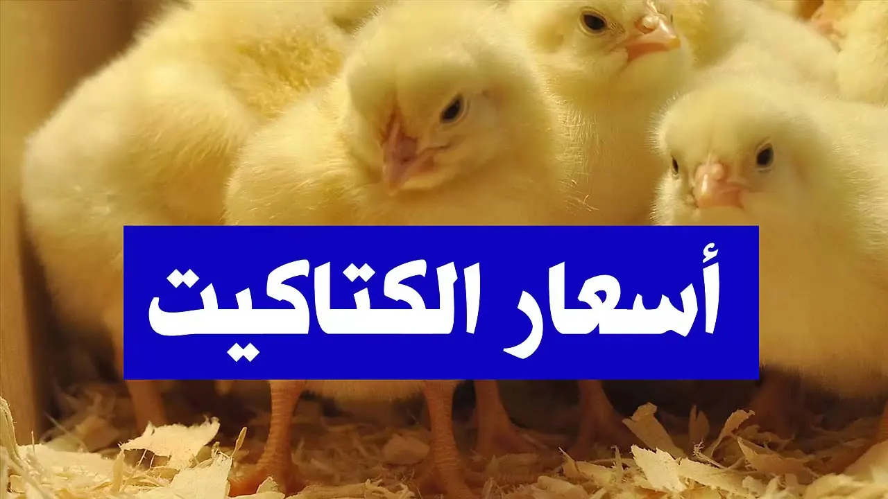 “بكام النهارده” سعر الكتكوت الابيض اليوم الأحد 29/12/2024 والدواجن في الأسواق المصرية
