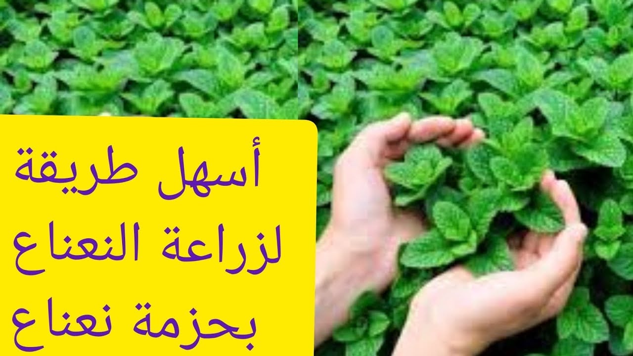 زراعة النعناع في المنزل بكل سهوله بيتك هيبقي فواحه بدون تكلفة
