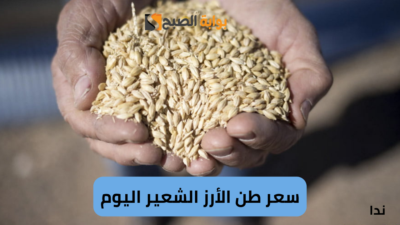 سعر طن الأرز الشعير اليوم الأحد 1 ديسمبر في السوق المحلي والمستهلك