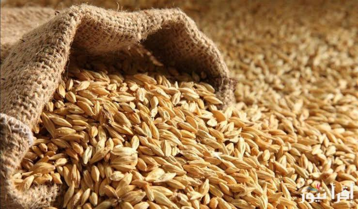 سعر طن الأرز الشعير اليوم الجمعة 3 يناير 2025 داخل الأسواق