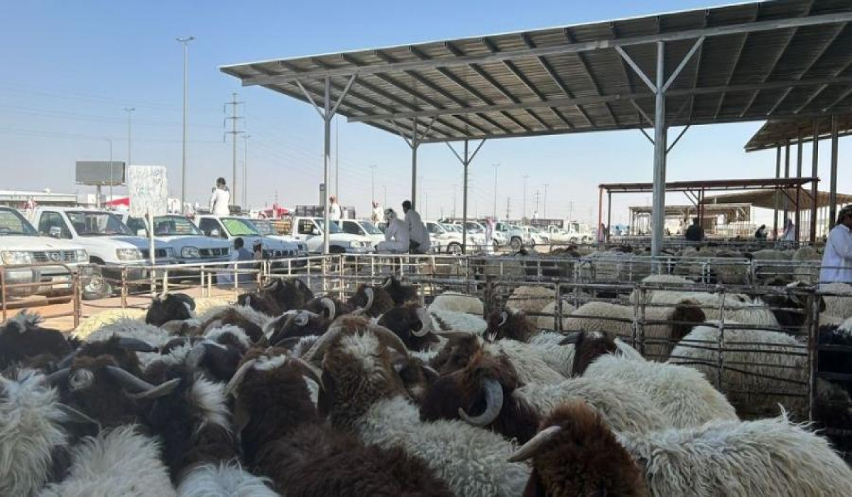 بيع المواشي الحية بالوزن في السعودية بداية من هذا الموعد