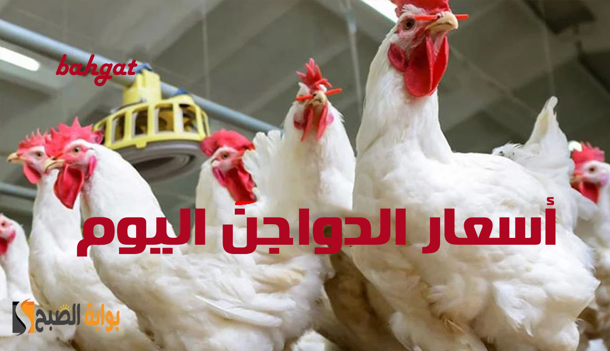 بكم الفراخ النهاردة.. أسعار الدواجن اليوم الأحد 5 يناير 2025 للمستهلك بعد ارتفاعها