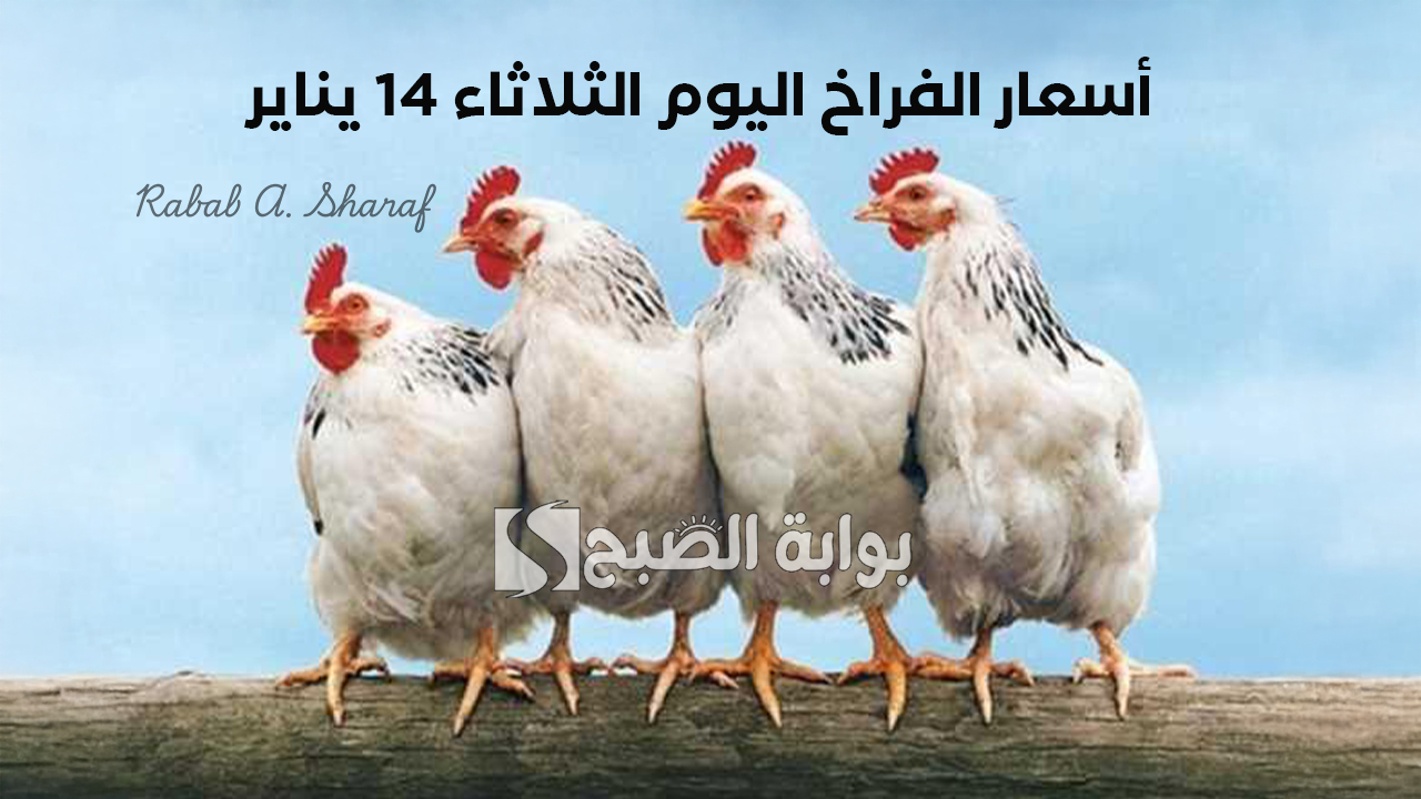 “استقرار نسبي”.. أسعار الفراخ اليوم الثلاثاء 14 يناير 2025 في بورصة الدواجن وأسعار كرتونة البيض
