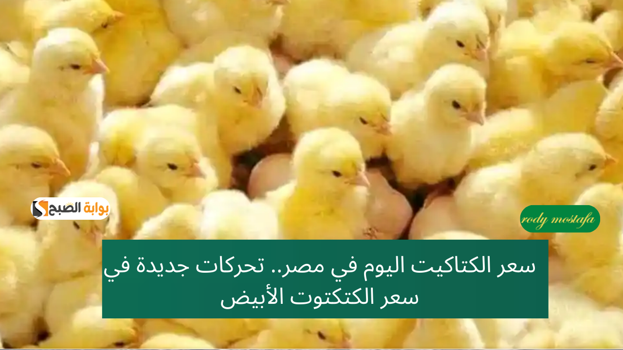 سعر الكتاكيت اليوم في مصر.. تحركات جديدة في أسعار الكتكتوت الأبيض وأبرز الأنواع المتوفرة بالسوق المحلي