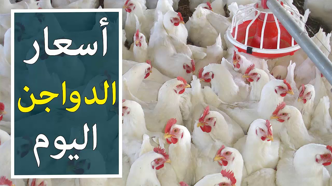 أسعار الدواجن اليوم الثلاثاء 7 يناير 2025 في بورصة الدواجن المصرية