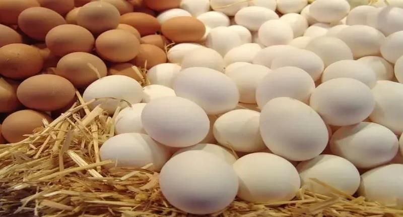سعر كرتونة البيض الأبيض والأحمر اليوم السبت في الأسواق المصرية.. شوف وصلت لكام