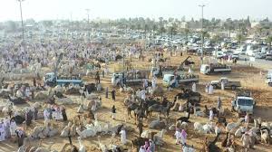 السعودية تبدأ رسميًا في بيع المواشي الحية بالوزن مطلع محرم للمرة الأولى