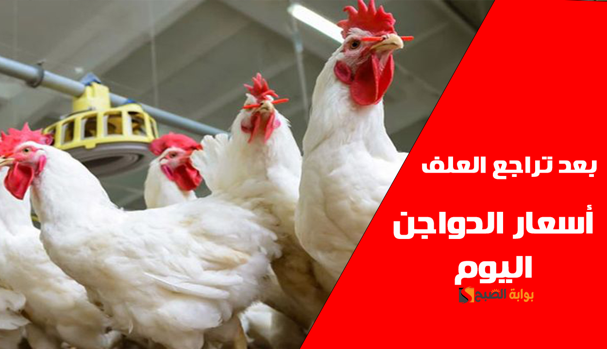بعد انخفاض العلف.. أسعار الدواجن اليوم في مصر 19 يناير 2025 للمستهلك