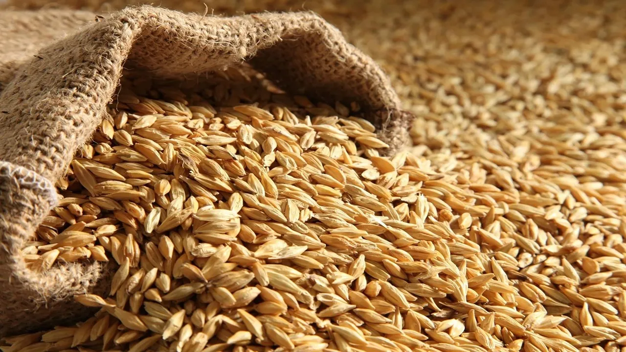 وصل كم قبل رمضان .. سعر طن الأرز الشعير اليوم الخميس 23-1-2025 داخل الأسواق المصرية