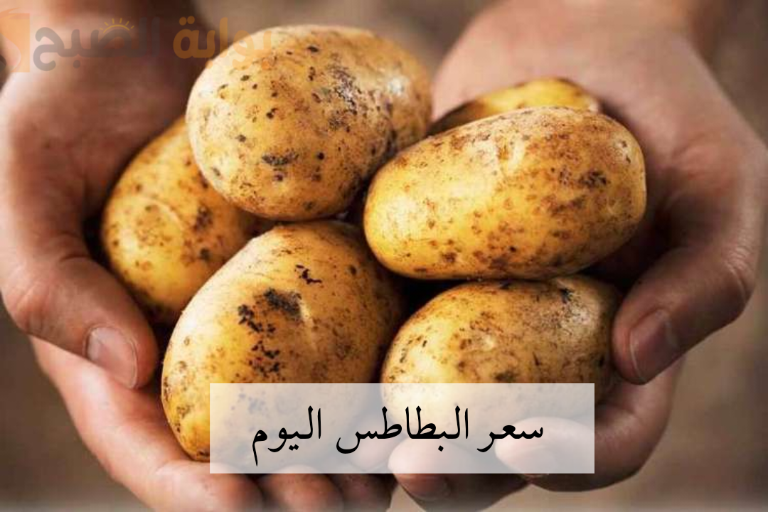 ما بين الارتفاع والانخفاض..سعر البطاطس اليوم والخضروات الجمعة ١٤ فبراير