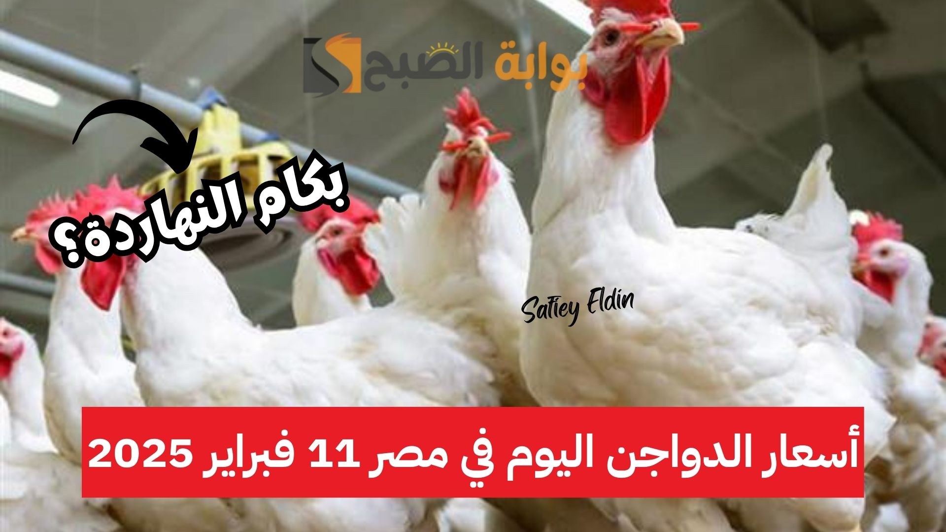 خزني قبل رمضان.. أسعار الدواجن اليوم في مصر الثلاثاء 11 فبراير 2025