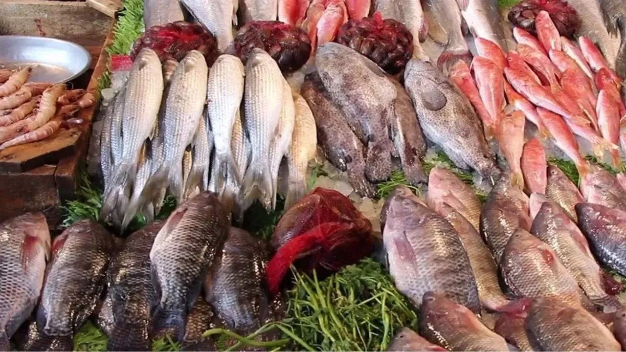 “بلطي وبوري وسبيط”.. أسعار السمك اليوم الأربعاء 19/2/2025 للمستهلك في مصر